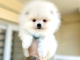 Kisa Burun Ayicik Teddy Bear