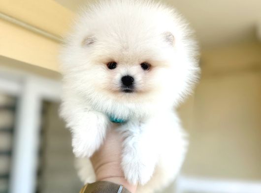 Kisa Burun Ayicik Teddy Bear görsel