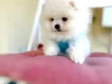 Kisa Burun Ayicik Teddy Bear