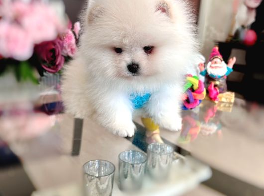 Kisa Burun Ayicik Teddy Bear görsel