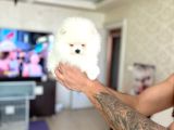 Kisa Burun Ayicik Teddy Bear
