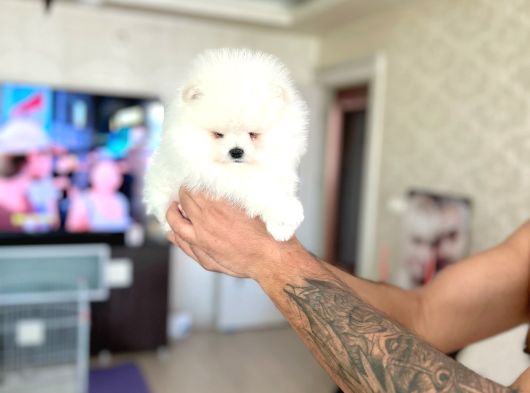 Kisa Burun Ayicik Teddy Bear görsel