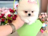 Oyuncak Gi̇bi̇ Mi̇ni̇ Boy Sifir Burun Di̇şi̇