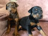 DOBERMAN YAVRULAR MEVCUT