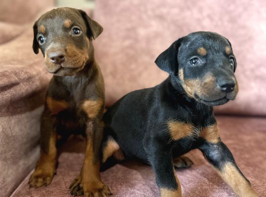 Doberman Yavrular Mevcut