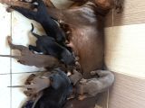 Doberman Yavrular Mevcut