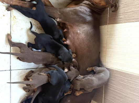 Doberman Yavrular Mevcut görsel