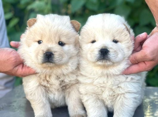 Chow-Chow Yavrularimiz Hazir görsel