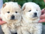 Chow-Chow Yavrularimiz Hazir