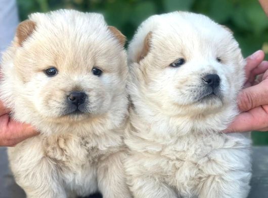 Chow-Chow Yavrularimiz Hazir görsel