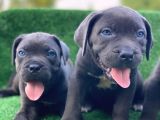 İtalyan Masti̇f Cane Corso Yavrular