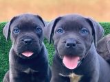 İtalyan Masti̇f Cane Corso Yavrular