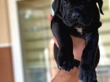 İtalyan Masti̇f Cane Corso Yavrular