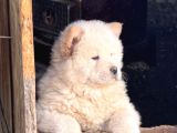CHOW-CHOW YAVRULARIMIZ HAZIR