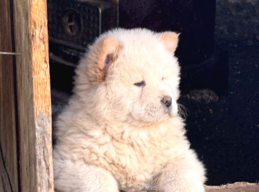 Chow-Chow Yavrularimiz Hazir