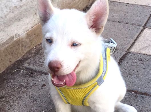 Husky Bebekler Hazir görsel