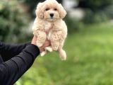 Di̇zayn Irk Malti̇poo Bebekler