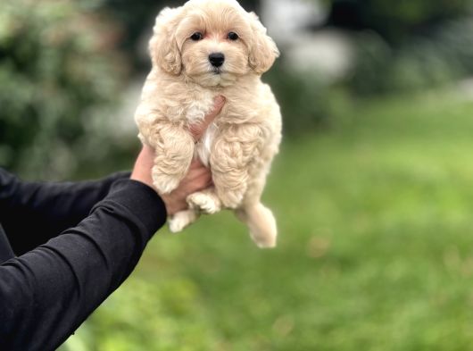 Di̇zayn Irk Malti̇poo Bebekler görsel