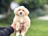 Di̇zayn Irk Malti̇poo Bebekler