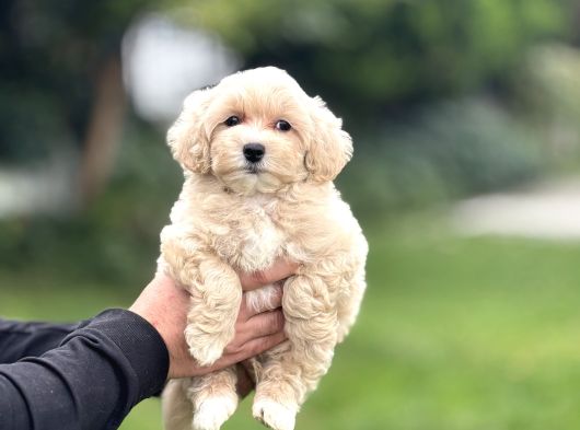 Di̇zayn Irk Malti̇poo Bebekler görsel
