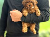 Red Brown Aşili Kore Poodle Yavrumuz