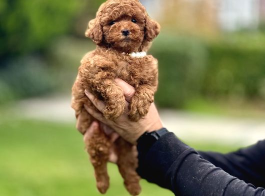 Renk Renk Toy Poodle Bebekler Çi̇ftli̇ği̇mi̇zden