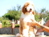 BİR ÇOK SEÇENEK İLE DEV LABRADOODLE BEBEKLER