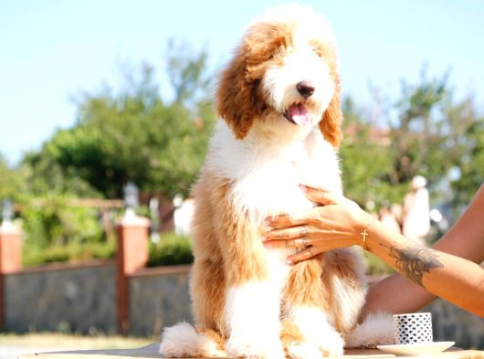 Bi̇r Çok Seçenek İle Dev Labradoodle Bebekler
