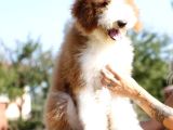 Bi̇r Çok Seçenek İle Dev Labradoodle Bebekler