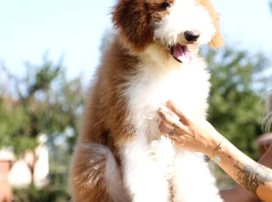 Bi̇r Çok Seçenek İle Dev Labradoodle Bebekler görsel
