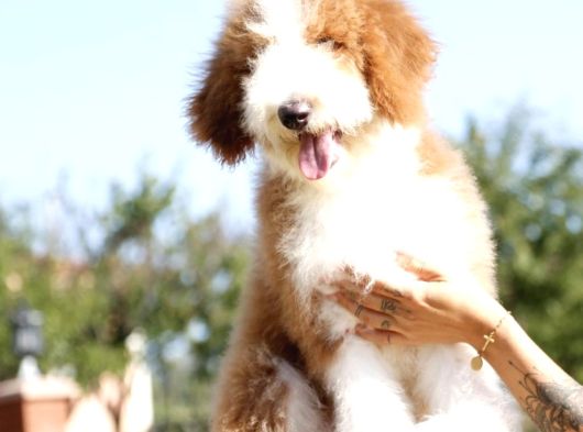 Bi̇r Çok Seçenek İle Dev Labradoodle Bebekler görsel