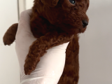 Teacup Erkek Poodle Yavrular