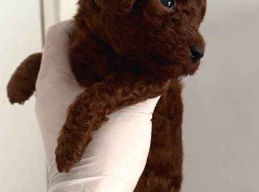 Teacup Erkek Poodle Yavrular görsel