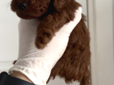 Teacup Erkek Poodle Yavrular