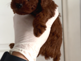Teacup Erkek Poodle Yavrular