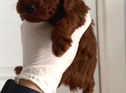 Teacup Erkek Poodle Yavrular görsel