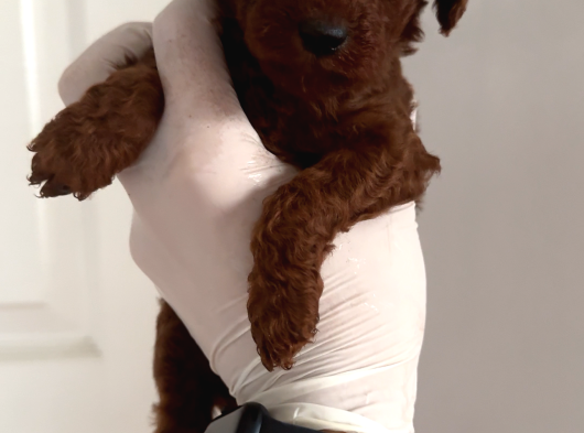 Teacup Erkek Poodle Yavrular görsel