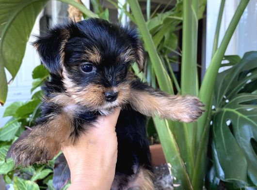 Evcil Köpek Yavruları görsel