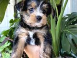 evcil köpek yavruları