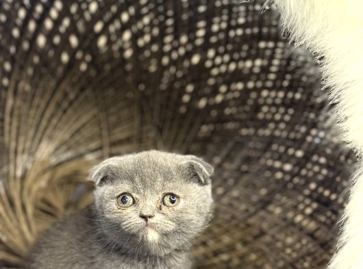 15 Adet 2 Aylık Sağlık Garantili Bebekler görsel