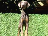 Nadir Bulunan Blue Doberman Yavrumuz