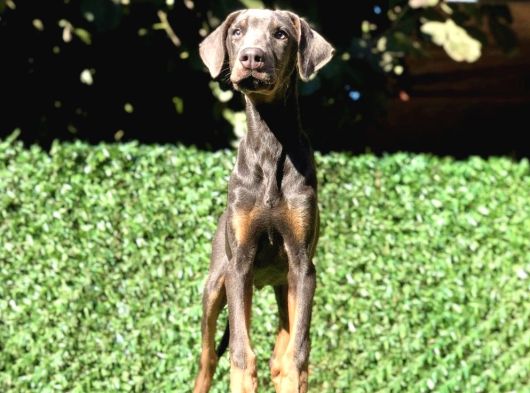 Nadir Bulunan Blue Doberman Yavrumuz görsel