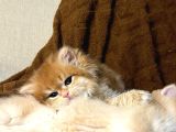 Golden British Longhair