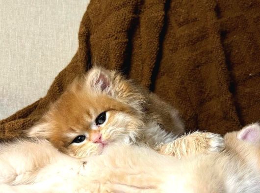 Golden British Longhair görsel
