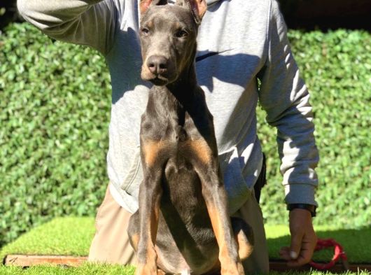 Nadir Bulunan Blue Doberman Yavrumuz görsel