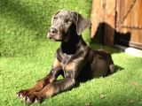 Nadir Bulunan Blue Doberman Yavrumuz