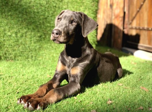 Nadir Bulunan Blue Doberman Yavrumuz