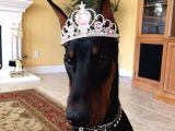 Safkan A Kalite Doberman