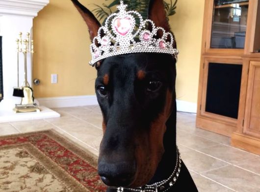 Safkan A Kalite Doberman görsel