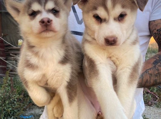 Husky Bebekler Hazir